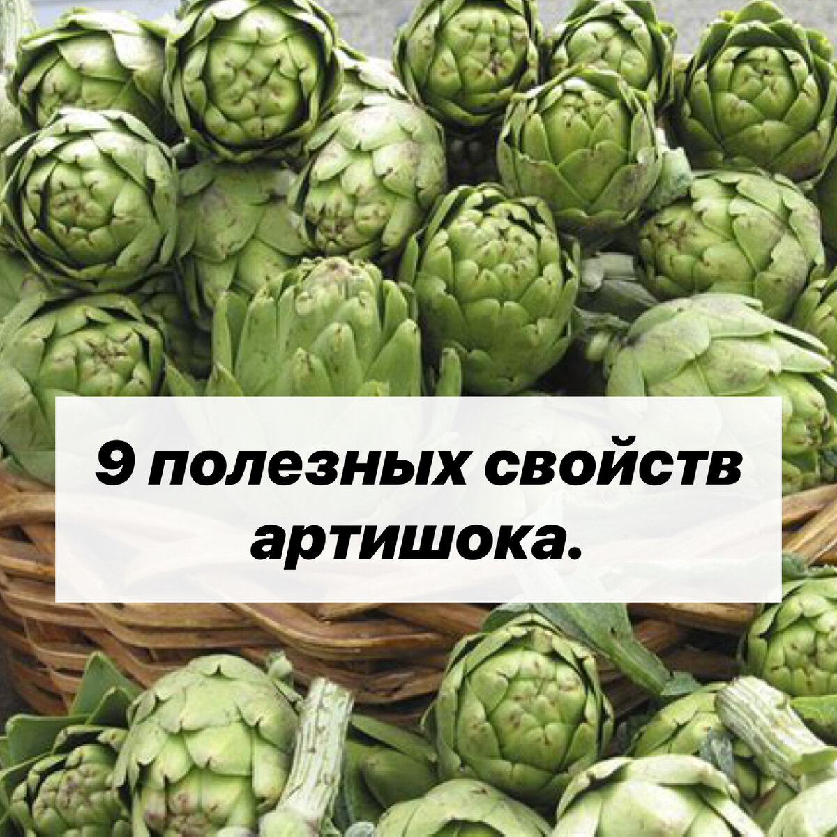 Артишок настоящий. Артишок разновидности. Артишок (род). Артишок полезные свойства.