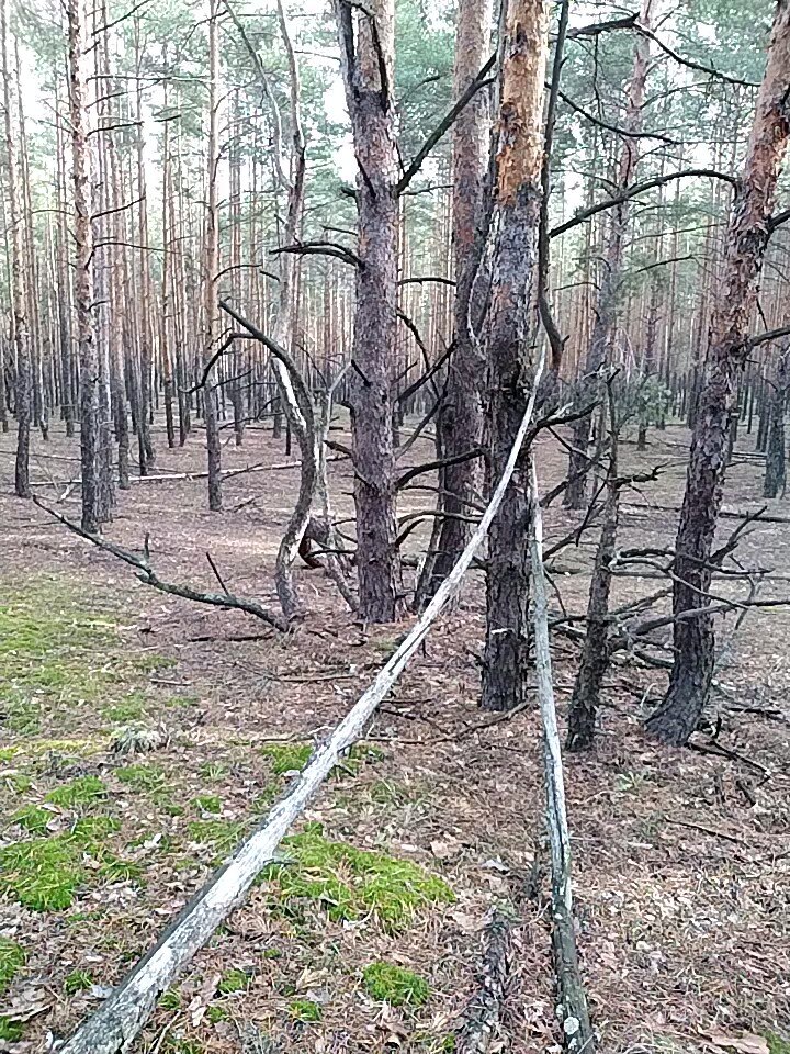 А напротив них вот такая композиция...