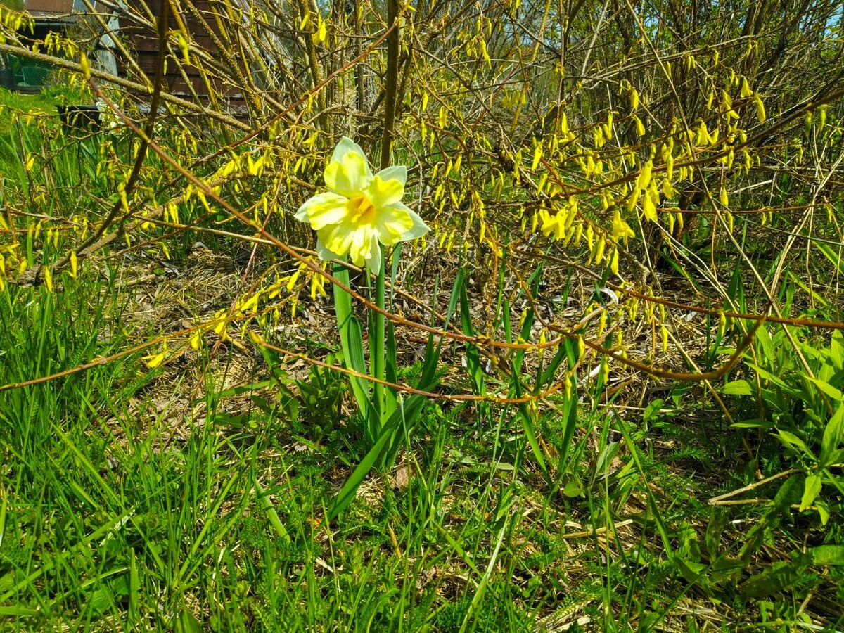 Начало цветения форзиции