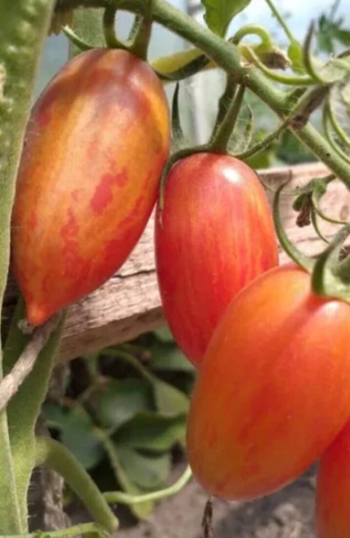 Котя сорт томатов. Томат черри котя. Розовый котя томат партнер. Томат сорт стыдливый румянец. Томат черри котя.