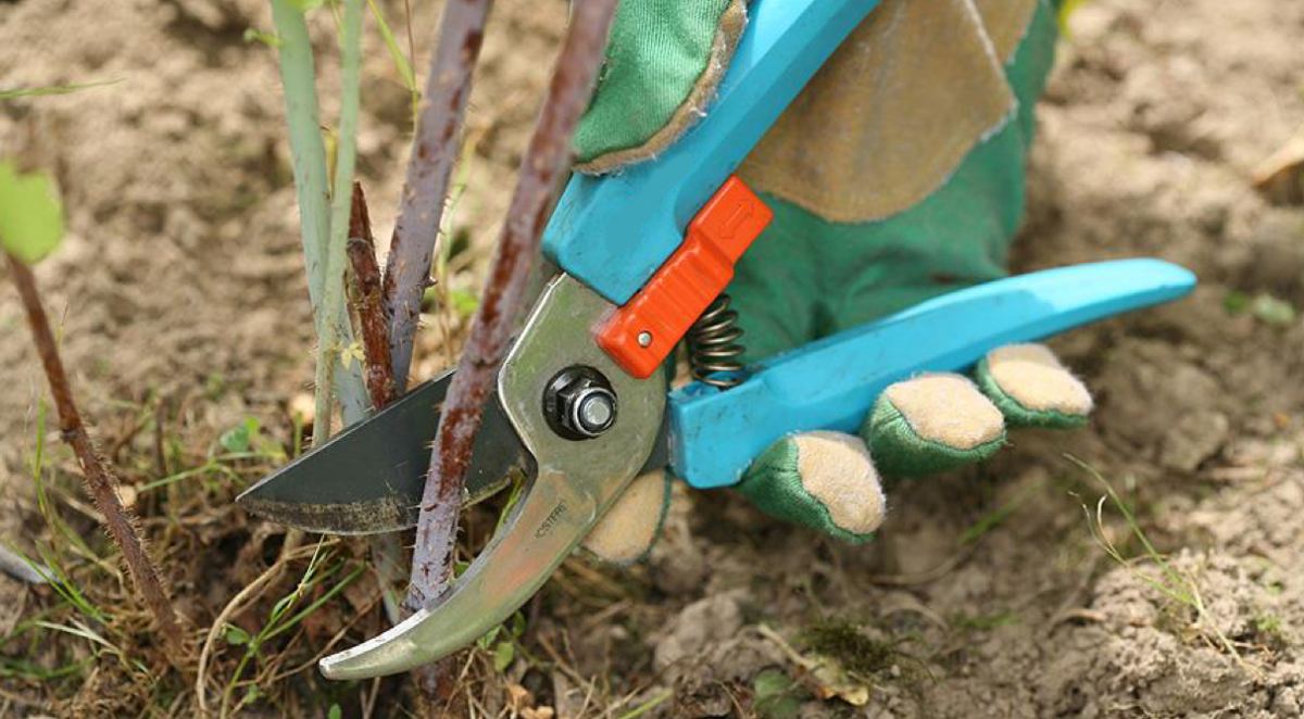 Обрезка ремонтантной малины – важный этап в уходе за культурой (источник фото: vplate.ru)