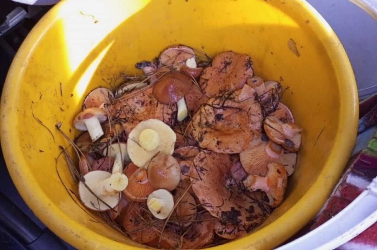    Под Воронежем нашли гриб-гигант весом 6 килограммов