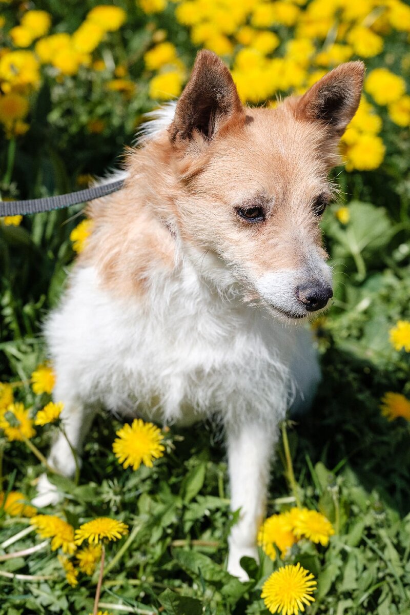 Породистые собаки в дар. Часть 44 | Ирина Дорн 🐶🐱 | Дзен