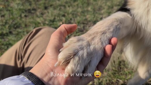 Ох уж этот Валька! Хаски в сравнении с ним и не собаки вовсе😄