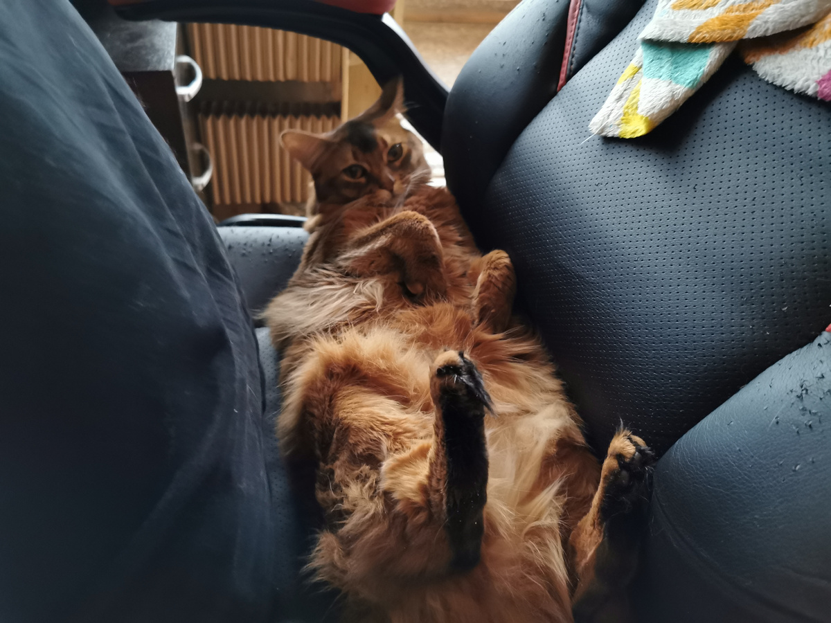 Породистая Фрейя. Фото из личного архива автора.