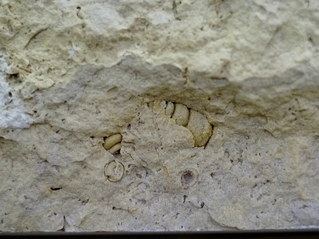 Гастроподы, станция метро «Маяковская»