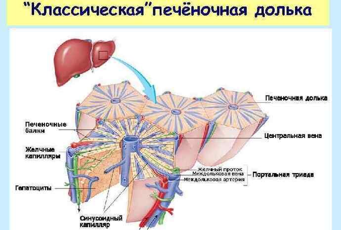 Строение печени схема