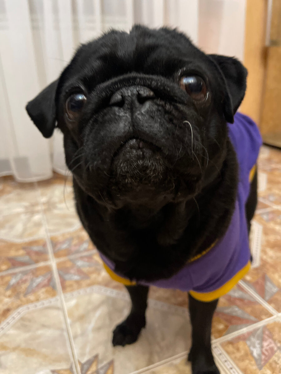 Это моя мопсиха спрашивает: «Ну вы покупать то будете? Или чисто потрындеть заглянули???» 