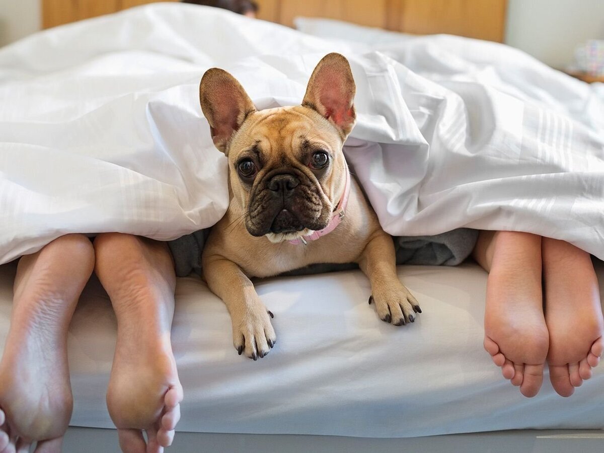 Почему собака лезет на кровать к хозяину