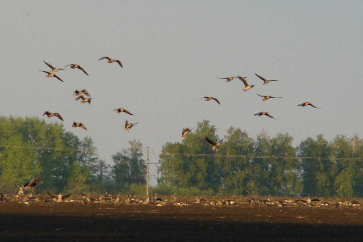 Стая на кормежке.