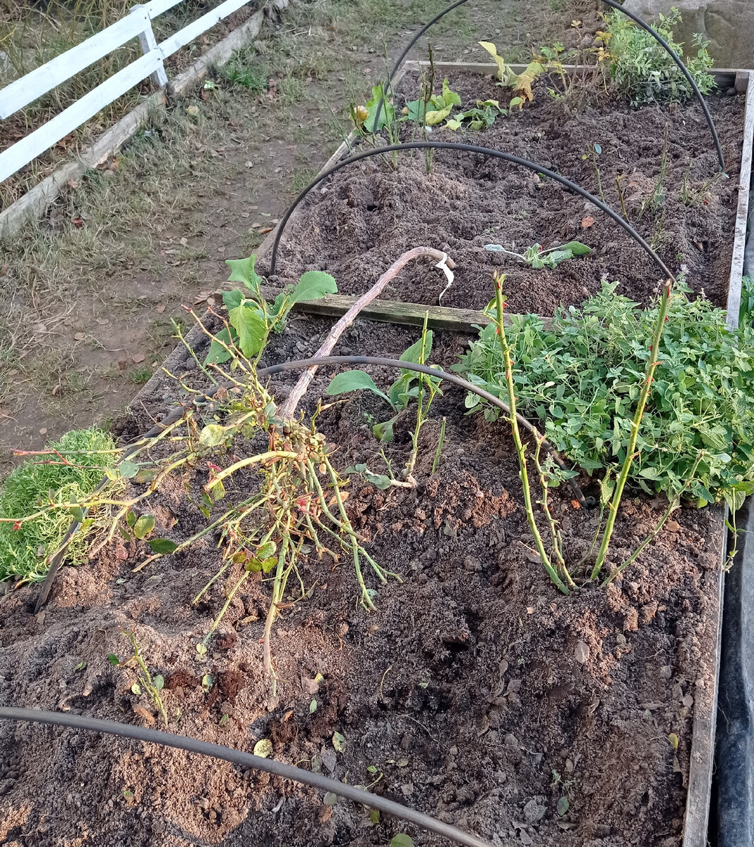 Октябрь 2021. Розарий подготовлен к укрытию. Розы обрезаны, штамб уложен.