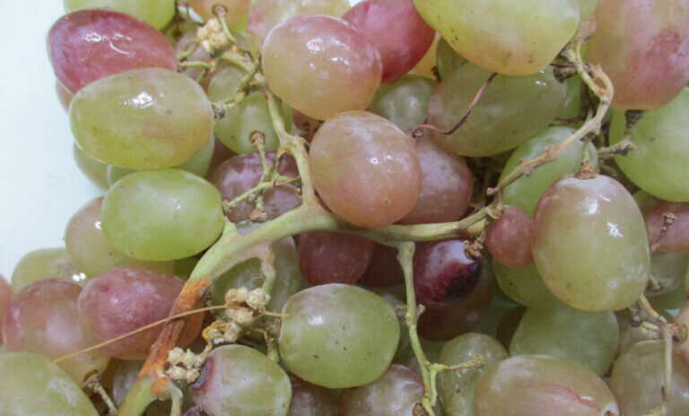    Россельхознадзор Оренбуржья выявил зараженную партию винограда Кристина Просвиркина