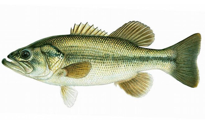 Micropterus salmoides