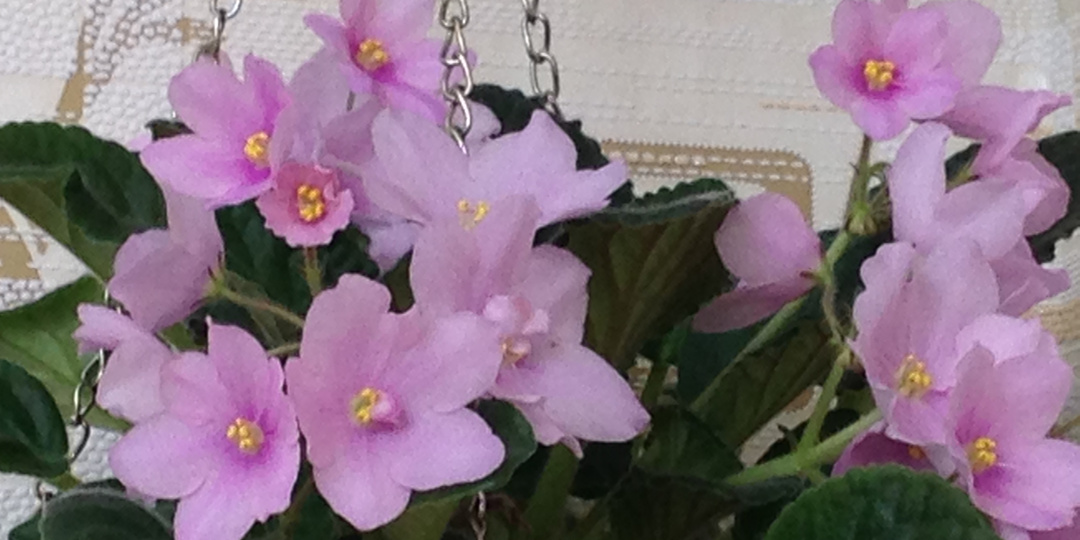 Узамбарская, или Африканская фиалка