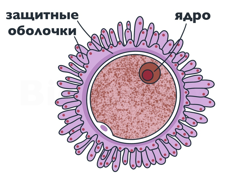 Ядро яйцеклетки. Самая большая яйцеклетка. Самая большая яйцеклетка у животных. Яйцеклетка красивая картинка. Самая крупная клетка организма человека яйцеклетка имеет размер мкм.