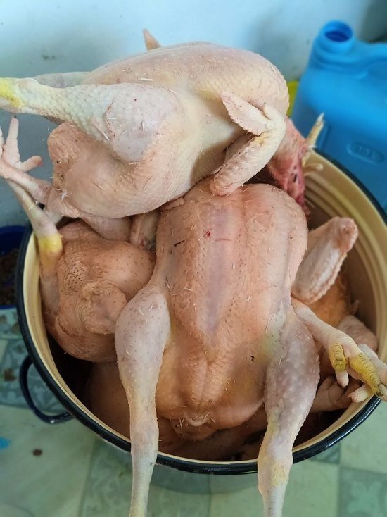     Более 500 тысяч куриц уничтожено в Комсомольске из-за вспышки птичьего гриппа / Евгения Молотова