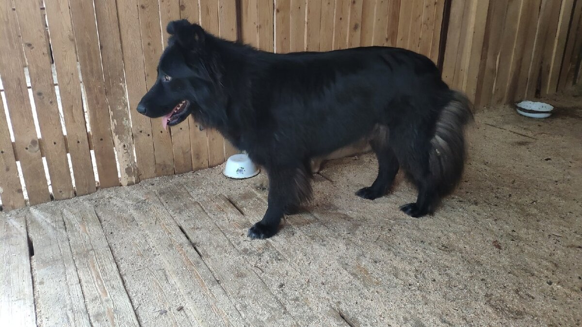 Зара обещает быть надёжной защитницей вашего дома от любой напасти!