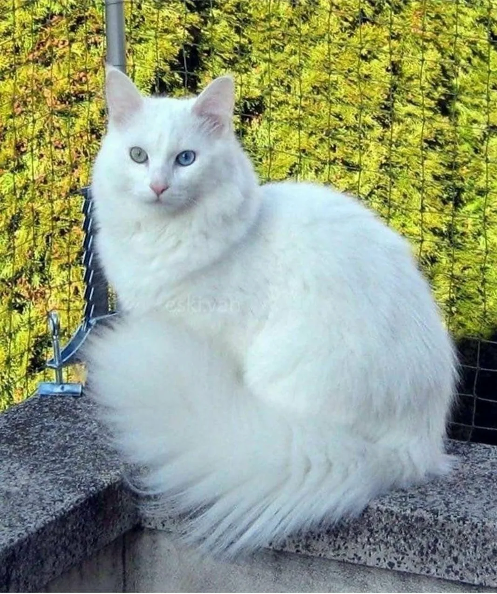 породы белых котов с фотографиями