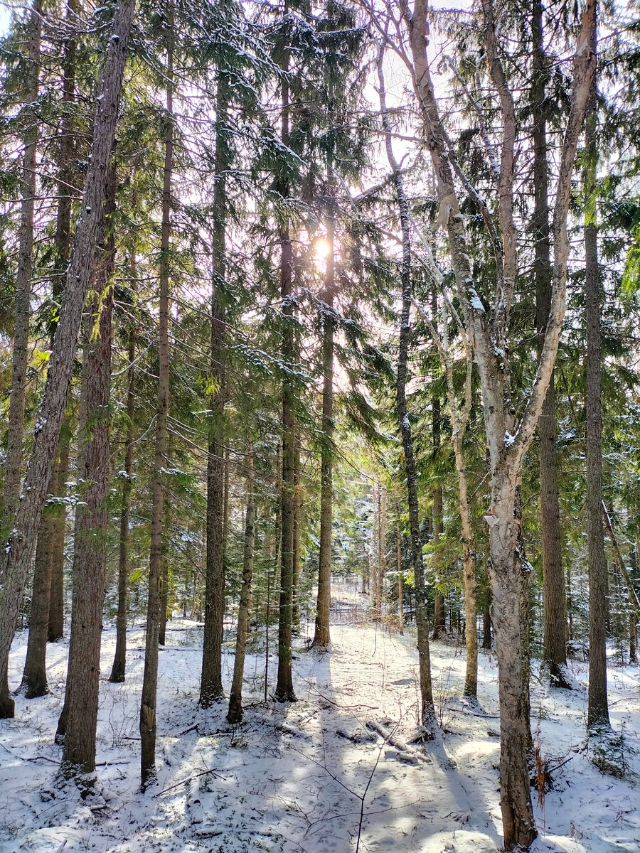 Луч солнца золотого...