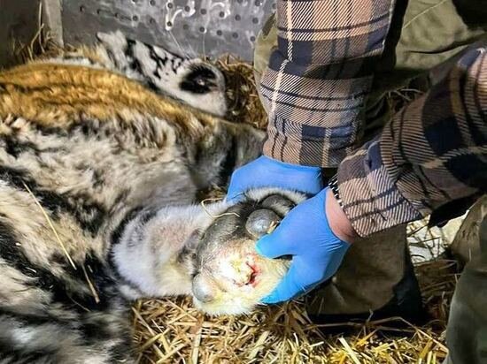     Тигр, посещавший город Вяземский в Хабаровском крае, оказался с увечьем ФОТО: центр «Амурский тигр»