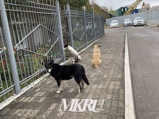   МК в Чите