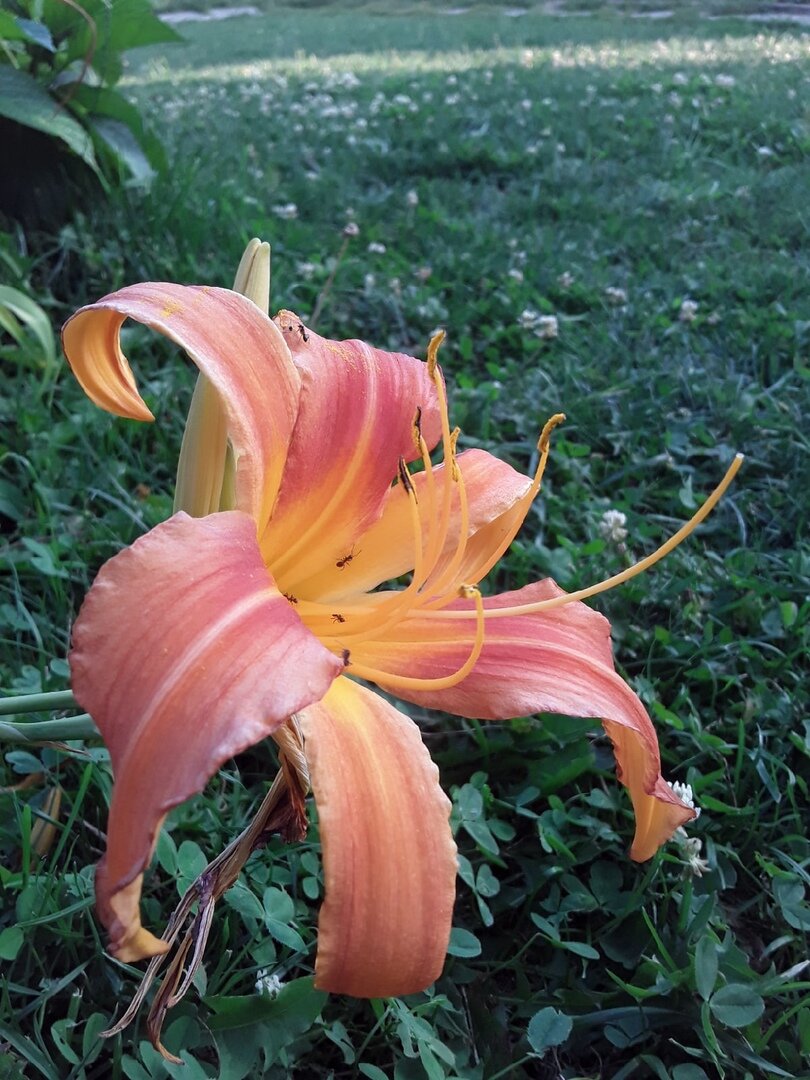 Лужайка негазонная, второе лето