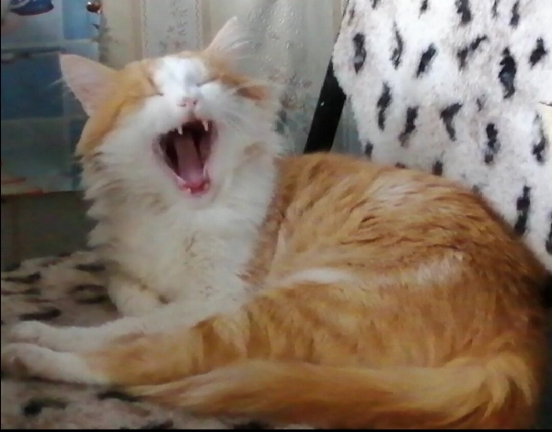 Решил меня затроллить, но ты даже не стараешься... Фото автора