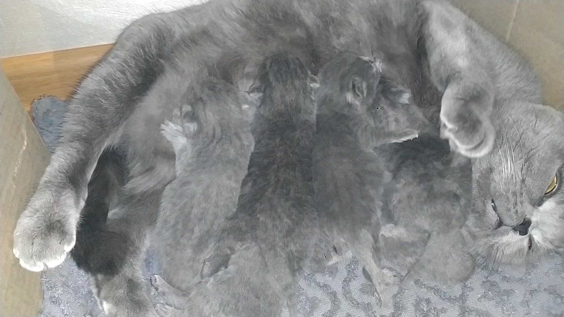 Новорожденные вислоухие котята