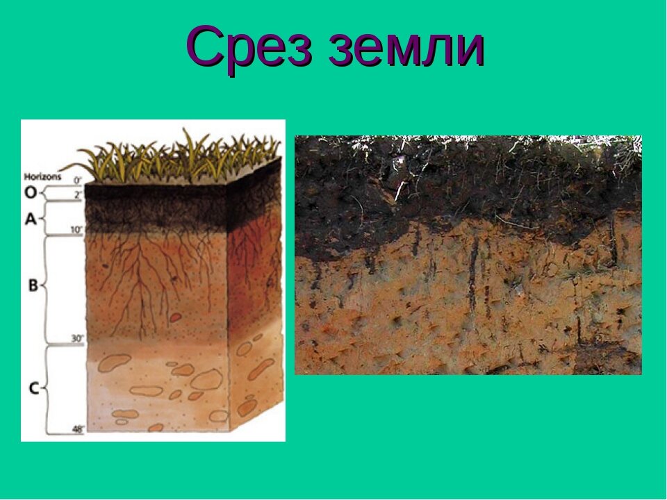 почва вашего края. виды почв. земля кормилица 4 класс окружающий мир рабочая тетрадь. основные сведения о почве. почвы краснодарского края 4 класс чернозема.