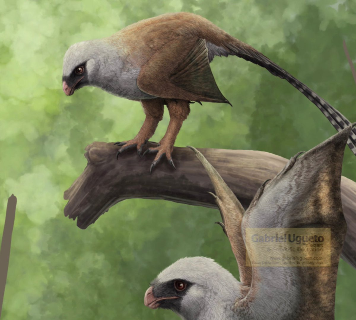 Вымершие животные вики. Ambopteryx longibrachium. Птицеподобные динозавры. Yi Qi динозавр.