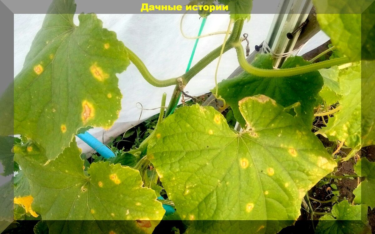 https://vk.com/photo-159774511_457248108