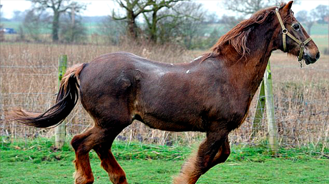 Олд Билли лошадь. Олд Билли лошадь 62. Олд Билли лошадь 62 года. Конь Билли долгожитель.