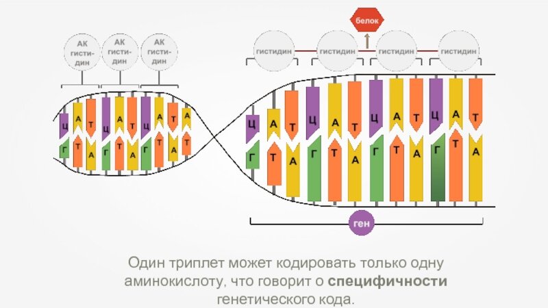 Ген биология 9