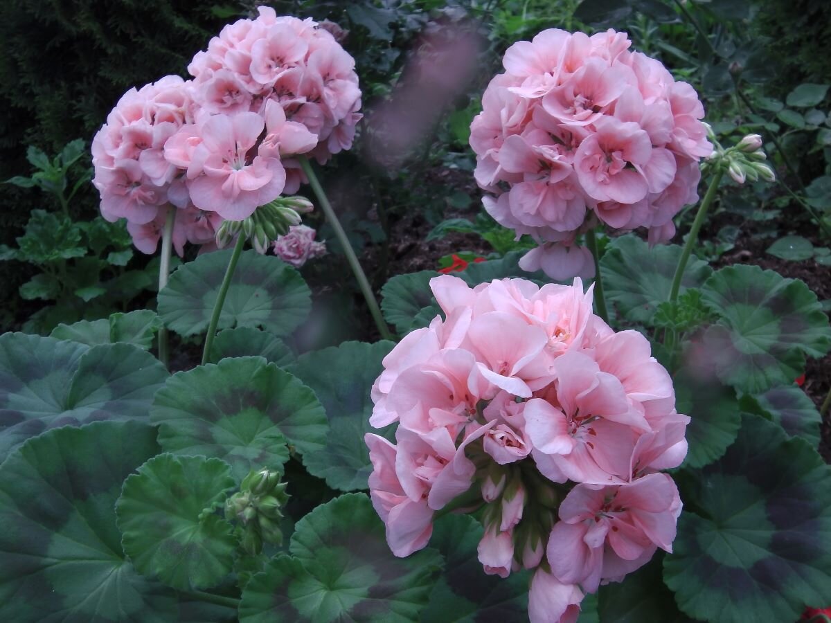 Пеларгония розовая с пышными шапками цветов. Фото автора