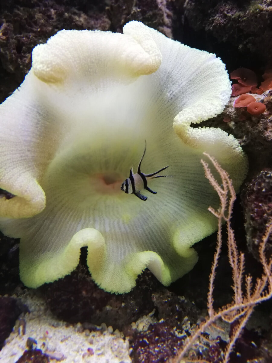 Фото из Океанариума