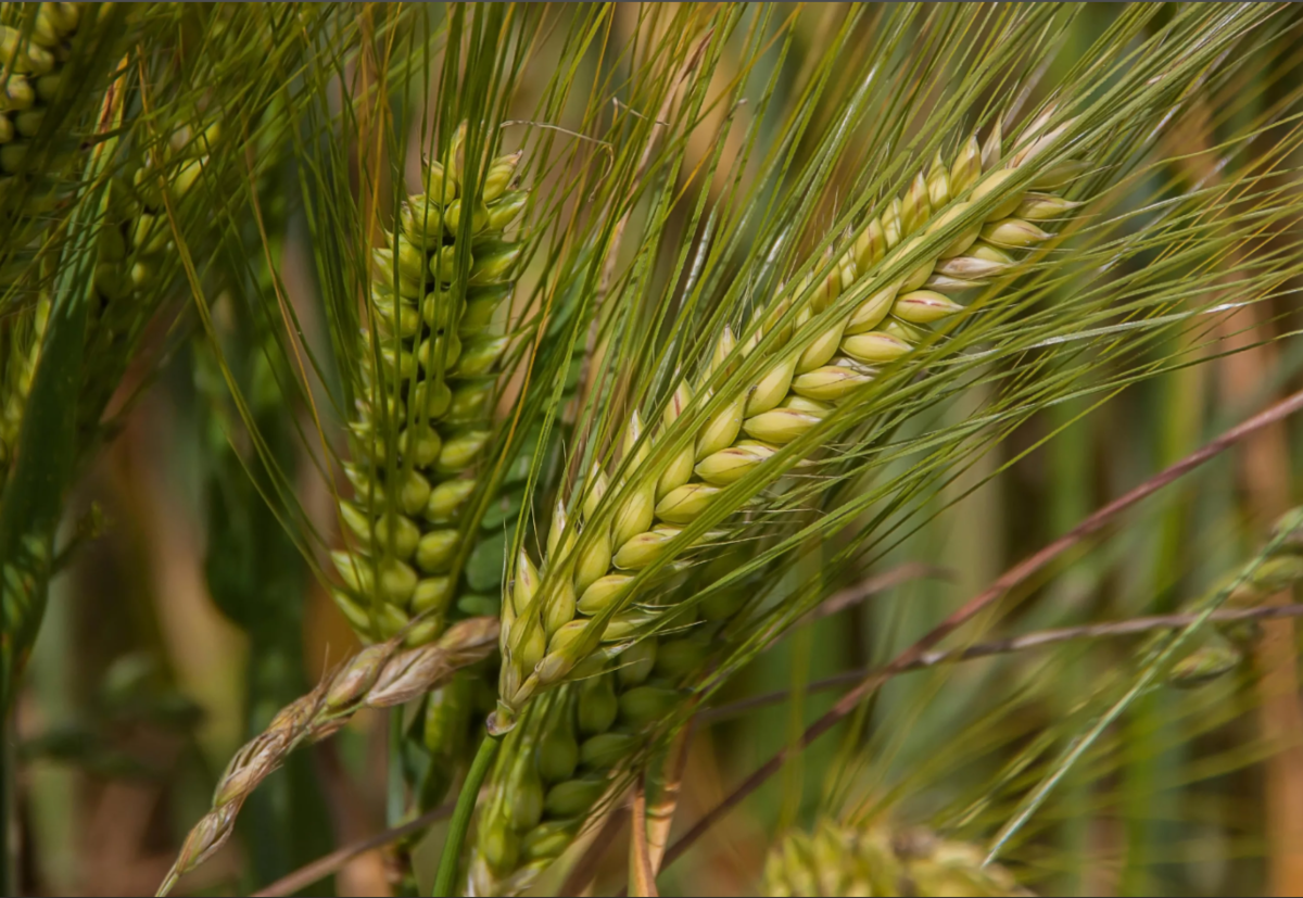 Копнем в историю: где человек взял пшеницу? Неужели ей 18 тысяч лет ...