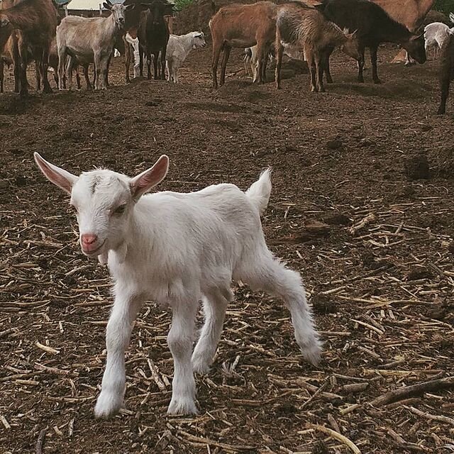 Самый главный