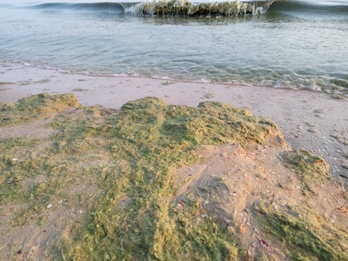 Отдыхаю в Анапе день десятый. Прохладное море, водоросли и прекрасная  погода. | Дневник Bro.Skate 