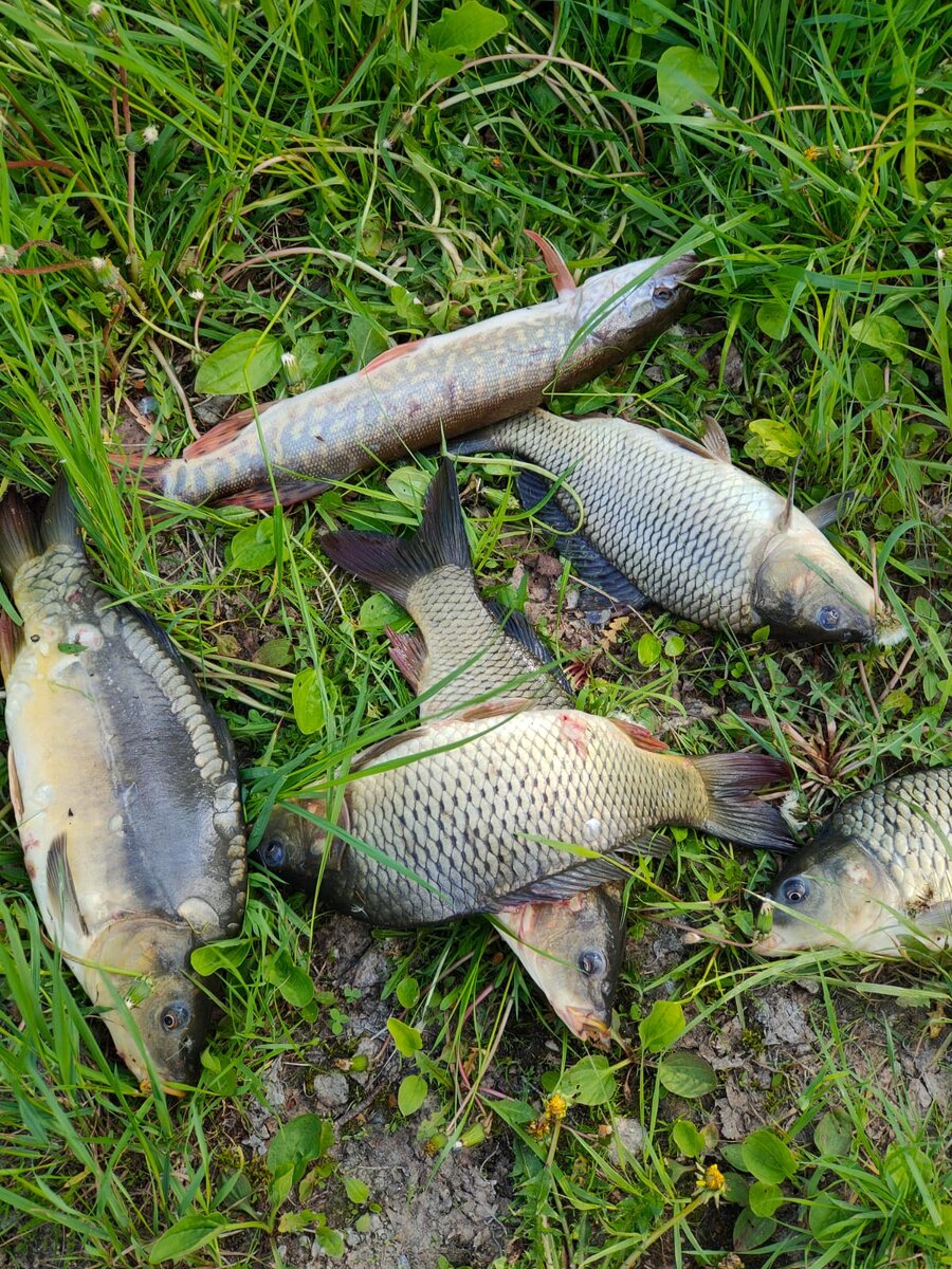 Итог нашей рыбалки.