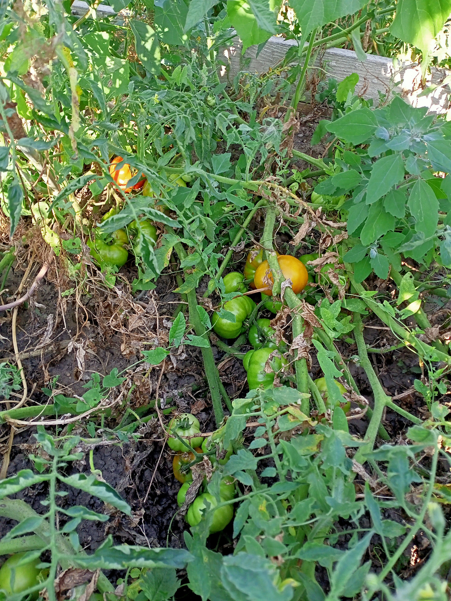 Личное фото. Кусты помидор, которые мы не пасынковали.