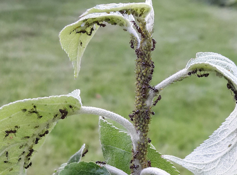 фото из Яндекса