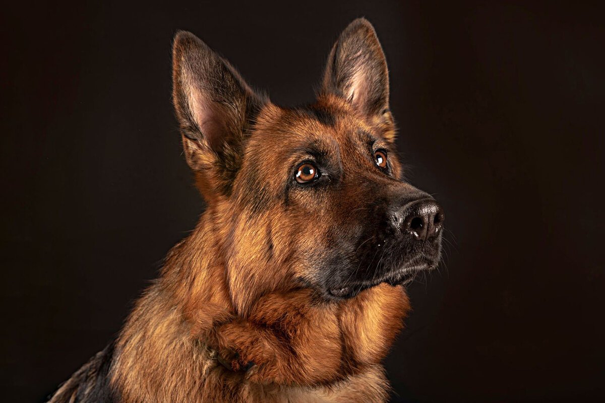 Сложно найти более преданную породу, чем немецкая овчарка.