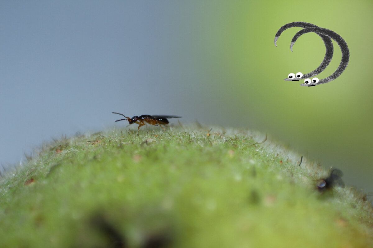 Самка наездника из семейства Agaonidae на сиконии фикуса (и две принюхивающиеся к ней нематоды). Фото: Nikhil More.