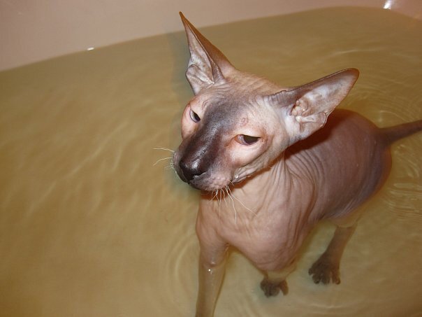 Многие лысики очень любят водные процедуры