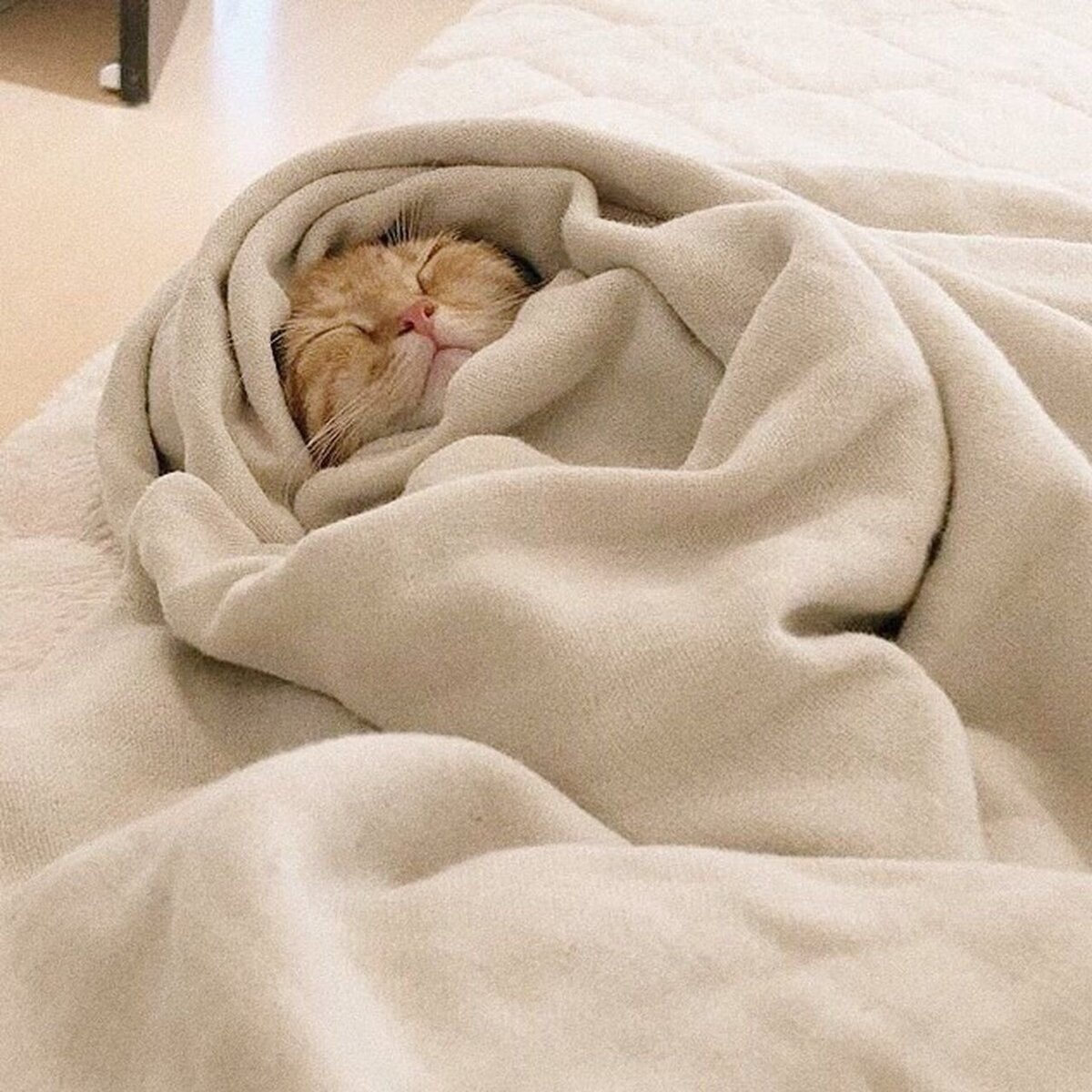 Котик завернутый в одеяло