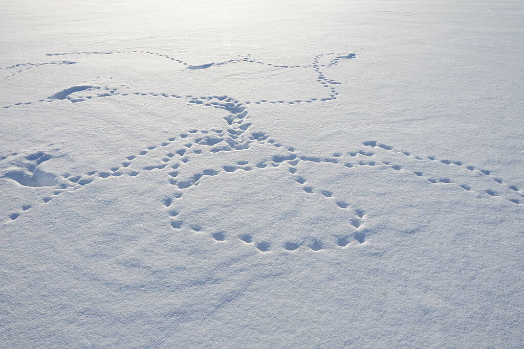 Яндекс.Картинки