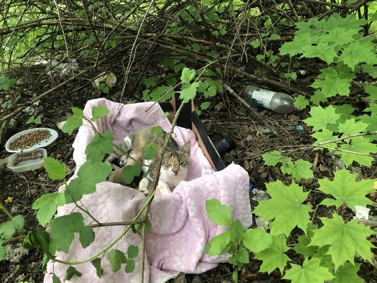 Котосемья в кустах