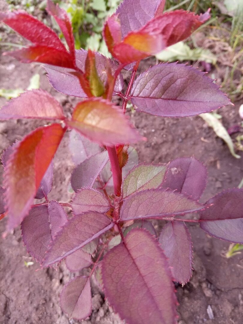 Молодой побег.