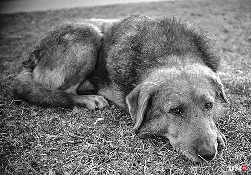 Яндекс картинки