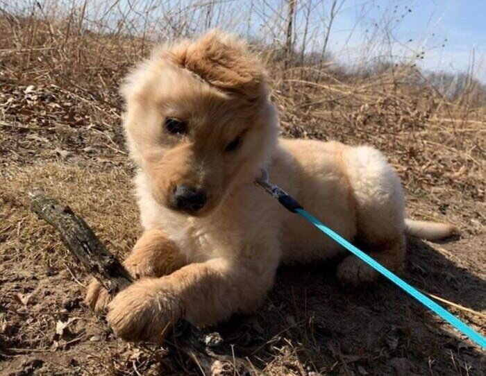 Милашка Рэй (Фото: https://www.запрещённая соцсеть.com/goldenunicornrae/)